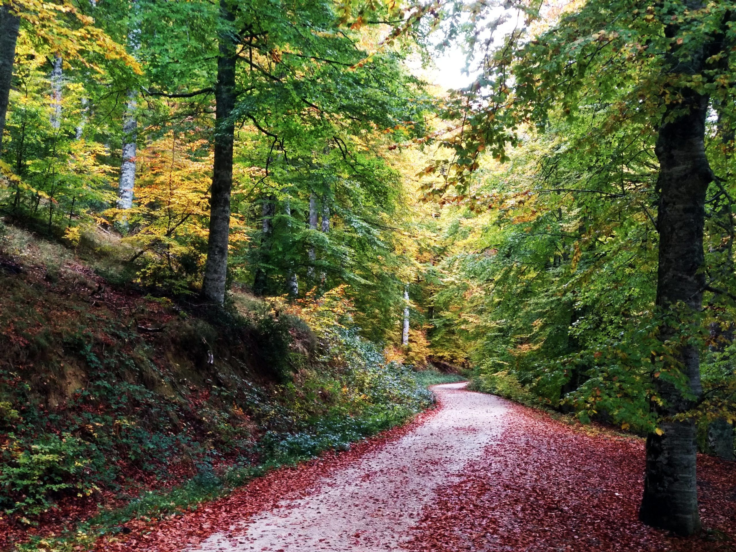 Sendero Selva de Irati, TripNavarra tours y Visitas Guiadas. Lugares imperdibles en Navarra